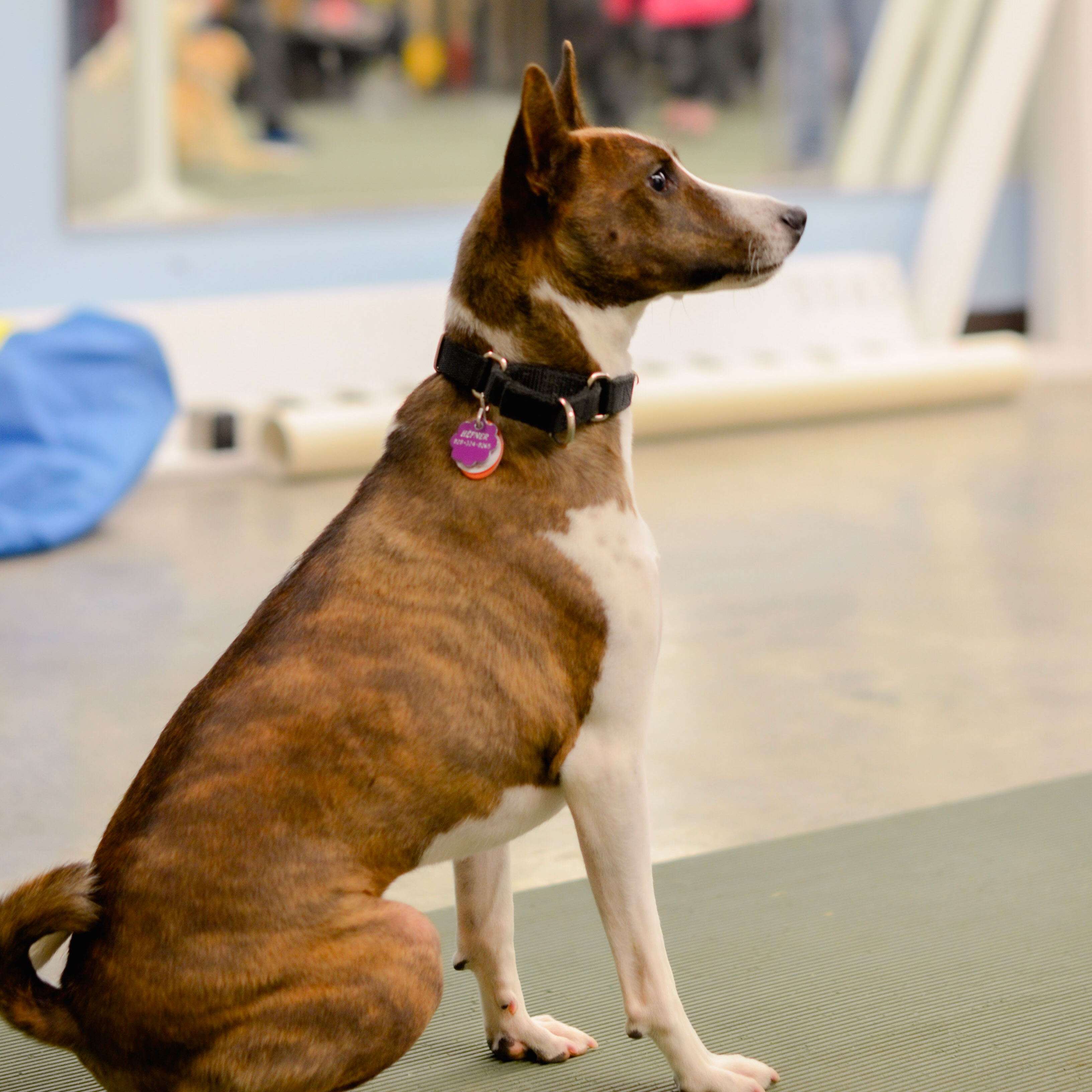 Catawba Valley Obedience Club, Hickory, NC